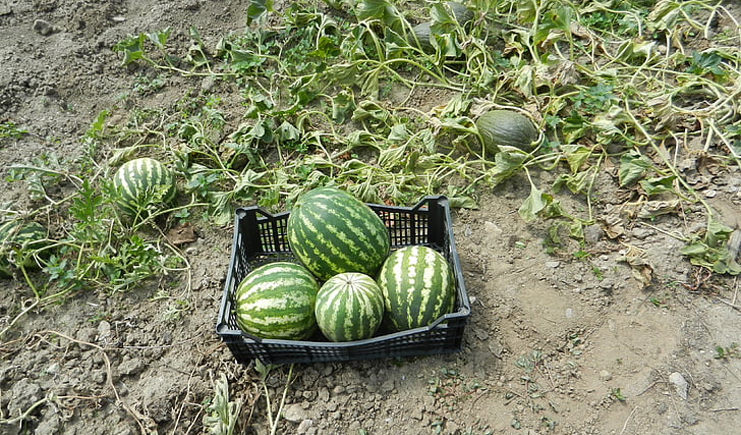 水果塑料周轉箱筐批發，快到筐里來！